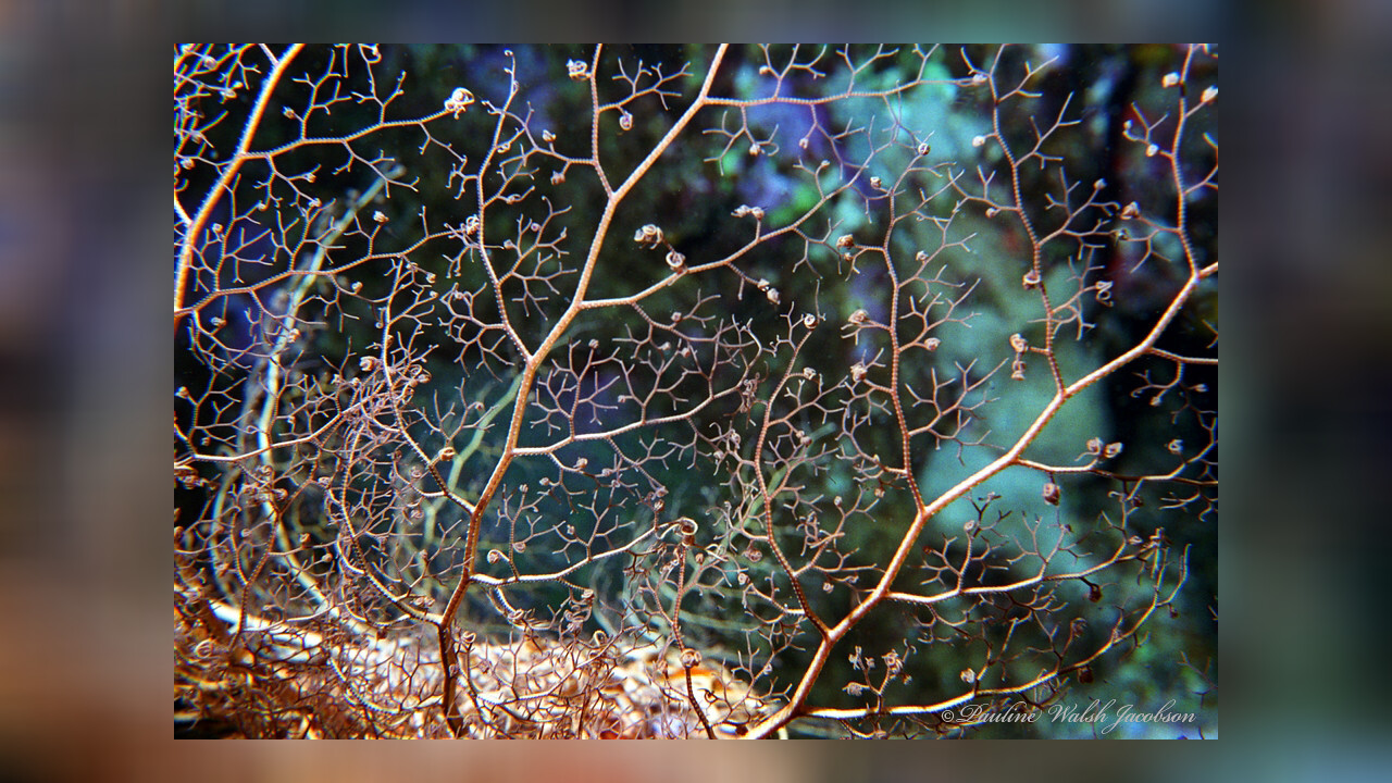 Astrophyton muricatum