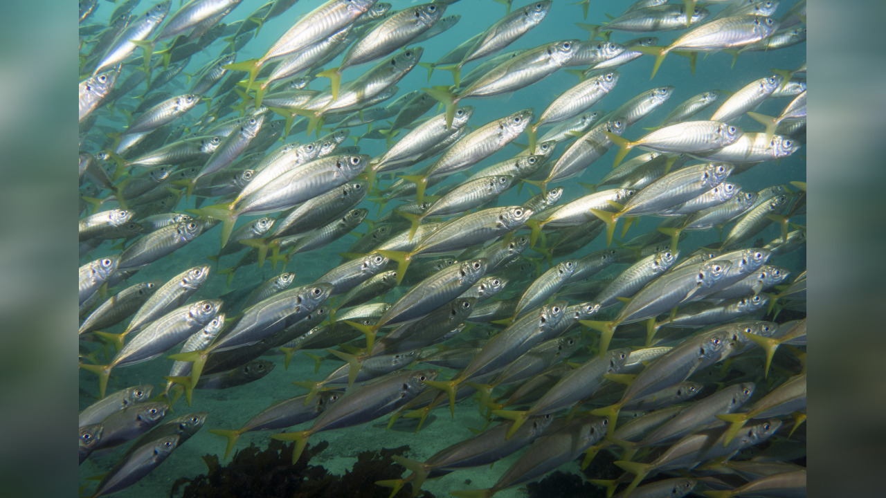 Trachurus novaezelandiae Jack mackerel, Bung, Chow, Mcculloch's