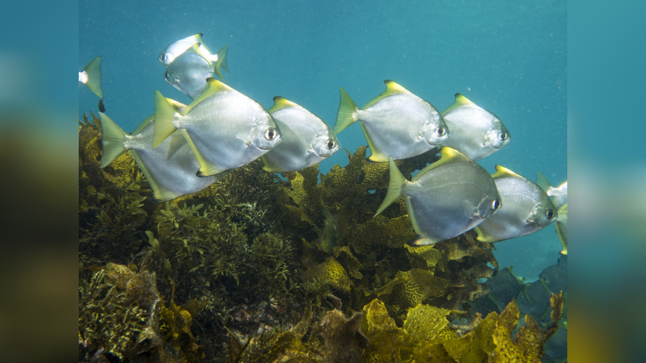 Monodactylus argenteus Butter Bream, ButterBream, Butterfish, Butter