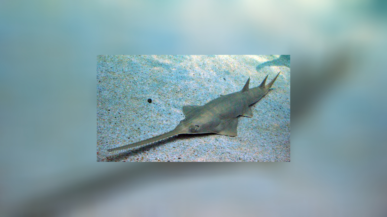 Pristis zijsron LangkammSägerochen