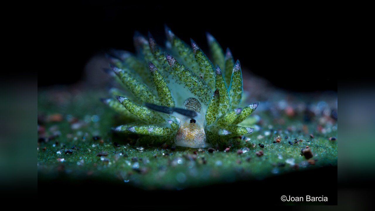 Costasiella Kuroshimae Kuro Sap sucking Slug Shaun The Sheep Nudibranch