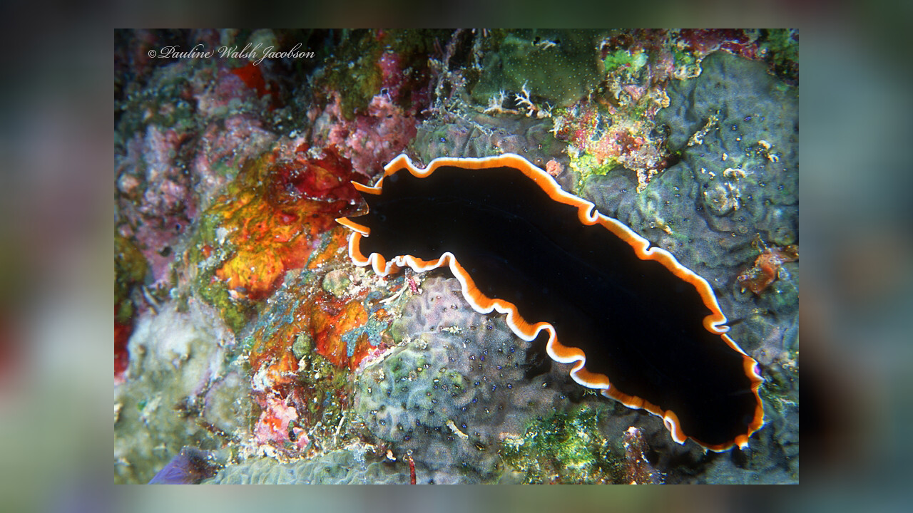 Pseudobiceros hancockanus Strudelwurm