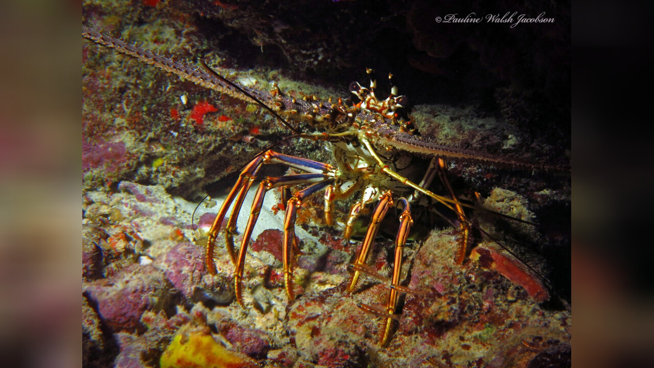Panulirus argus KaribikLanguste