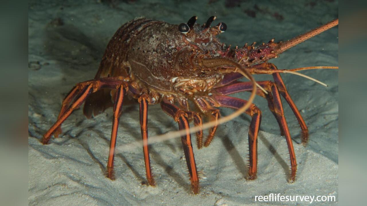 Panulirus cygnus Australische Languste