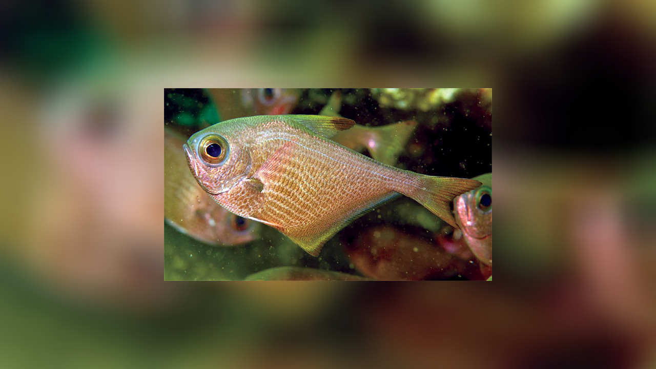 Pempheris wilsoni Beilbauch