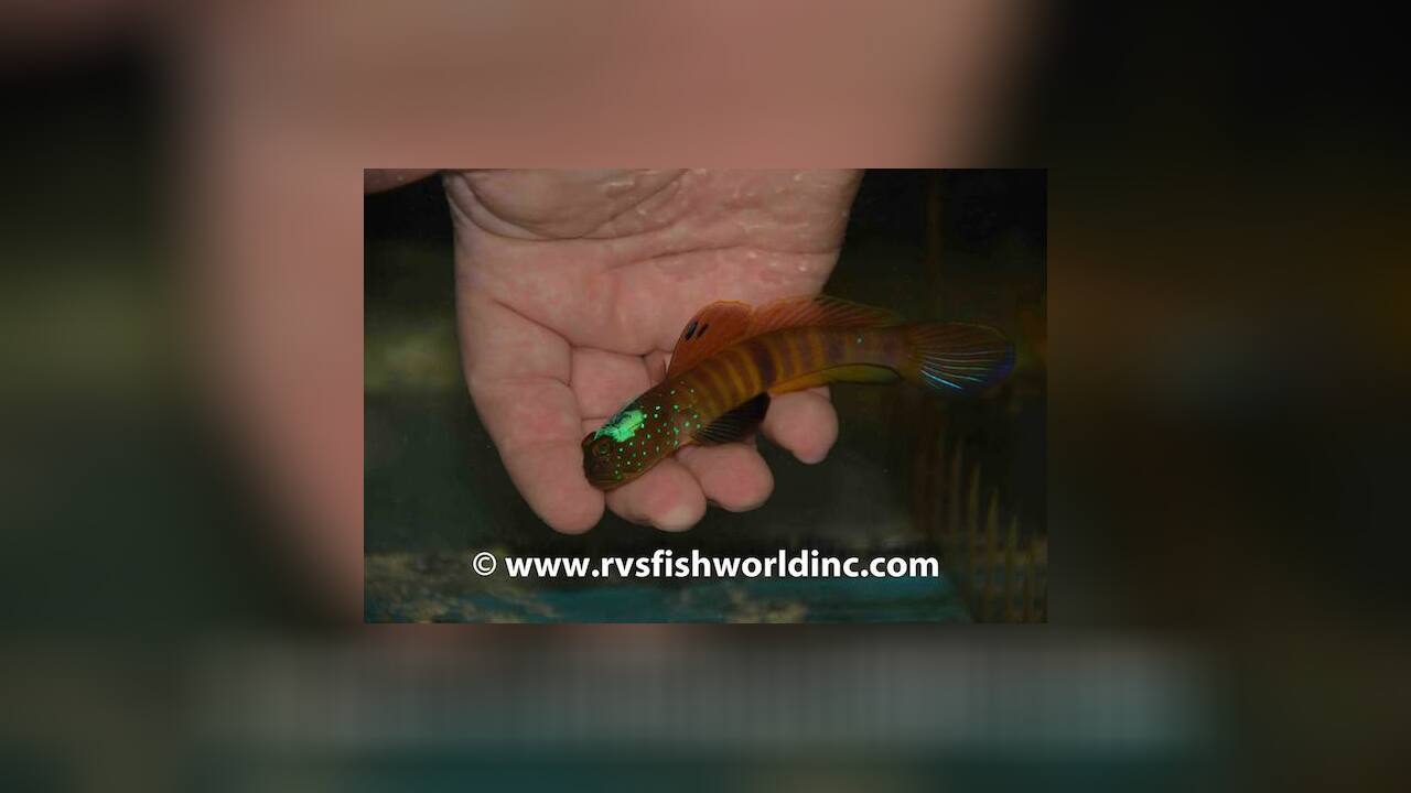 Cryptocentrus pavoninoides Grundel