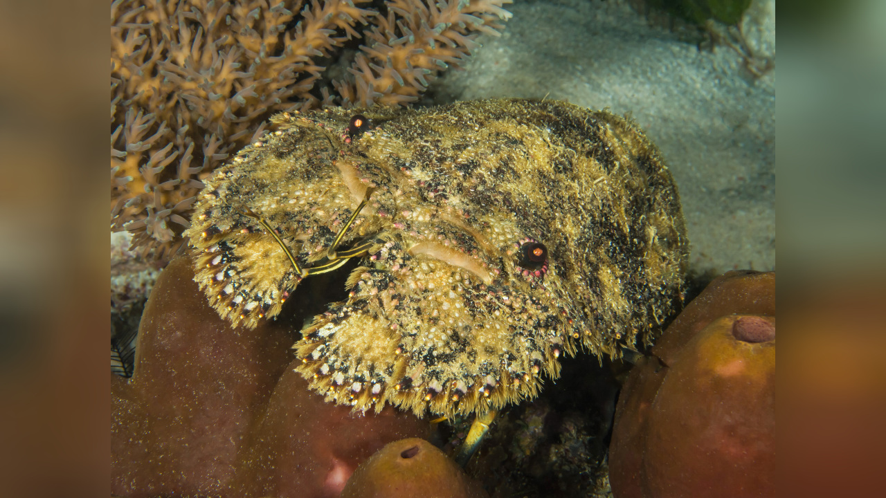Parribacus antarcticus Bärtiger Bärenkrebs