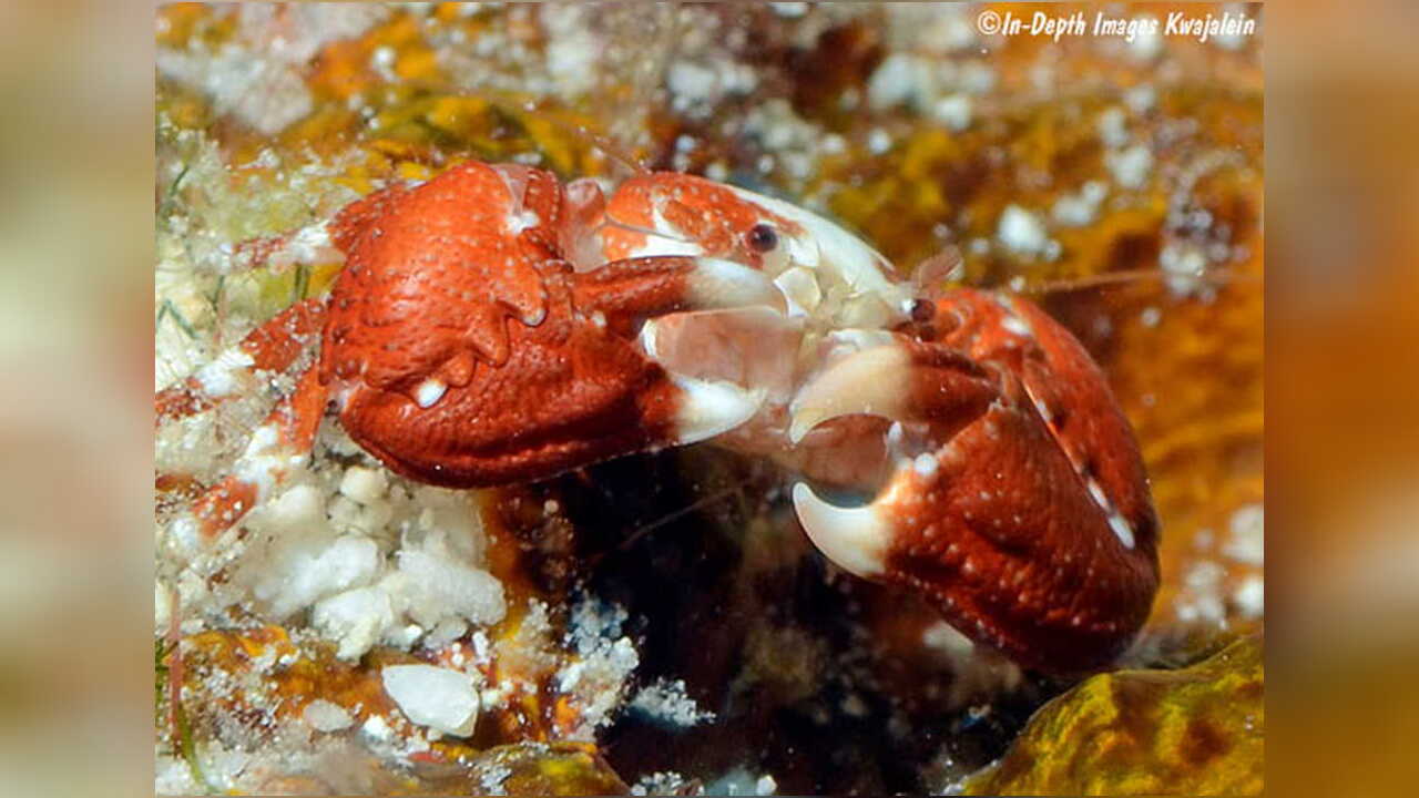 Pachycheles sculptus Porzellankrebs