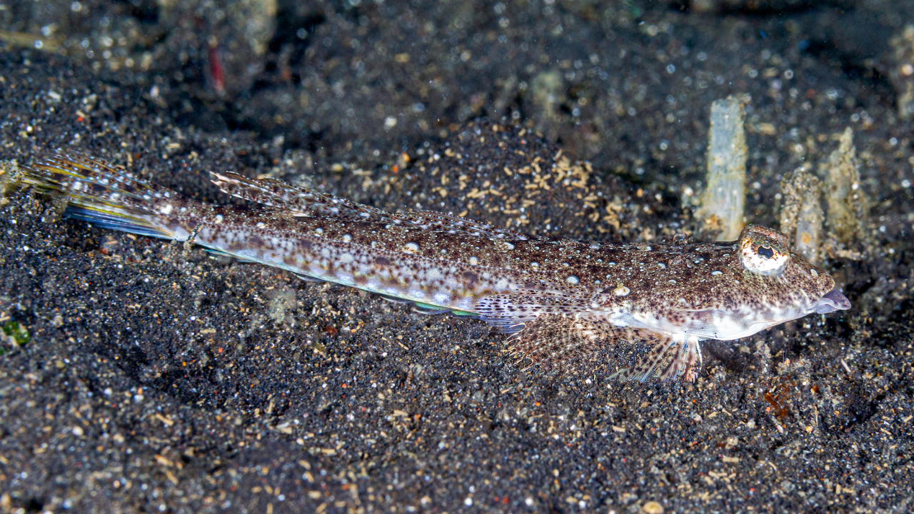 Callionymus neptunius Leierfisch
