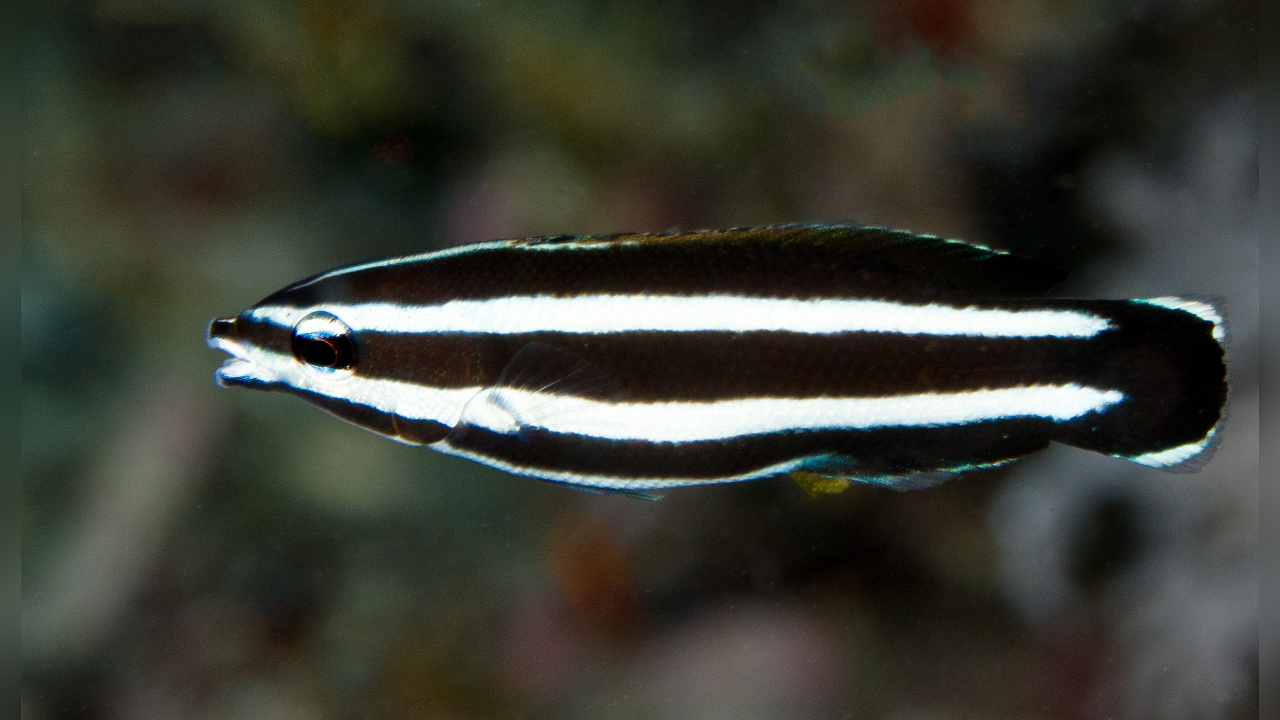 Labropsis manabei Lippfisch