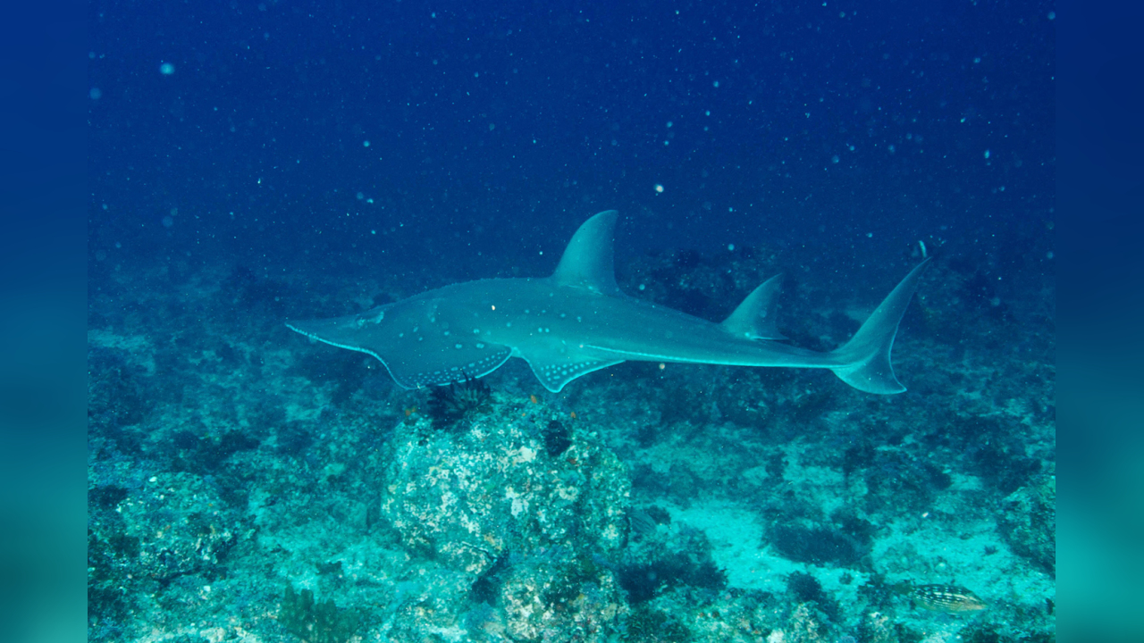 Rhynchobatus australiae Bottlenose wedgefish, Whitespotted Guitarfish ...