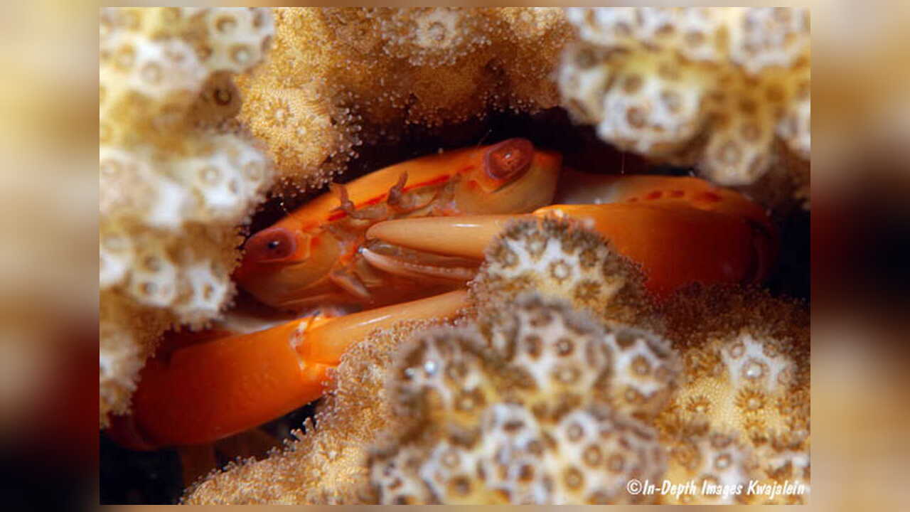 Trapezia formosa Guard Crab