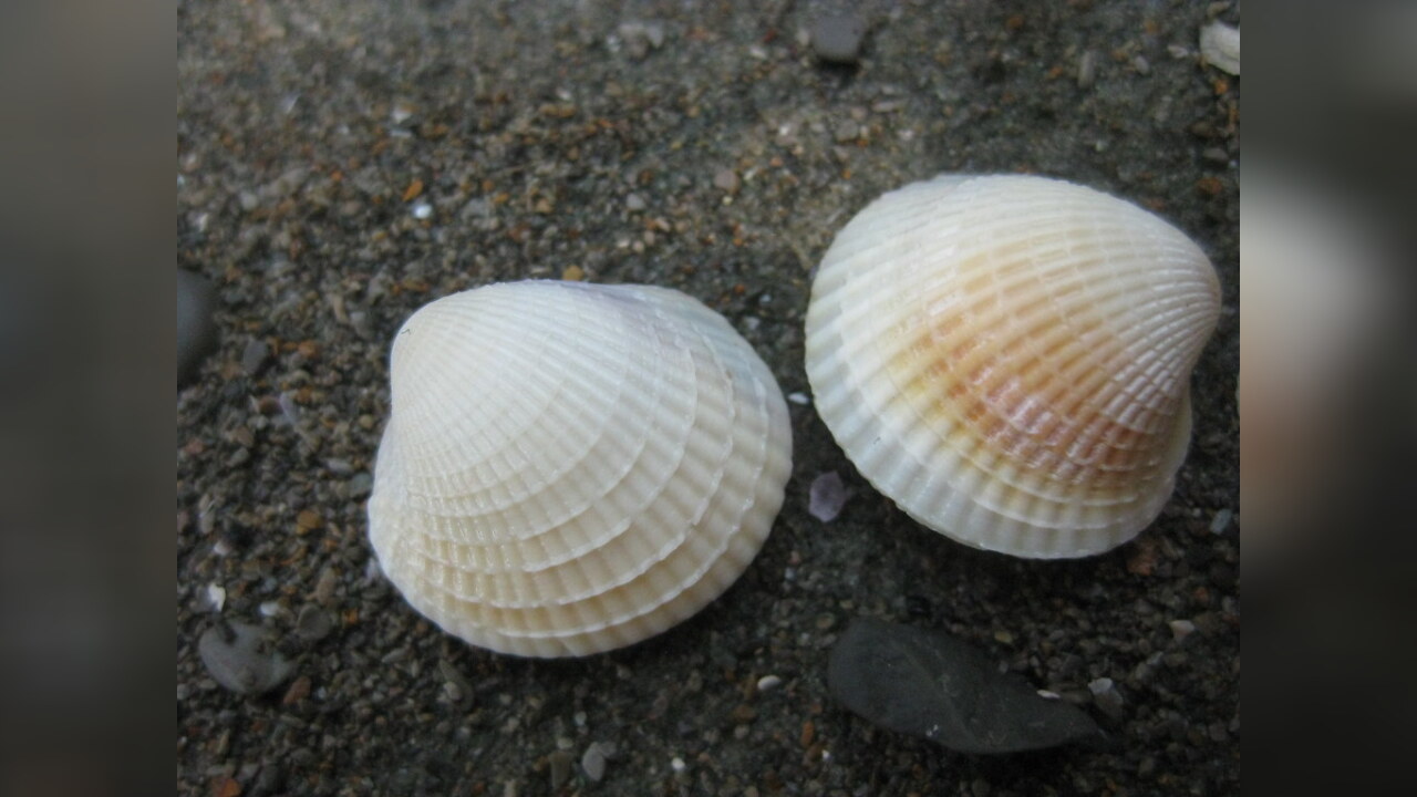 Austrovenus stutchburyi New Zealand cockle, New Zealand little neck clam