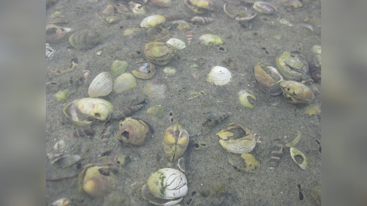 Austrovenus stutchburyi New Zealand cockle, New Zealand little neck clam