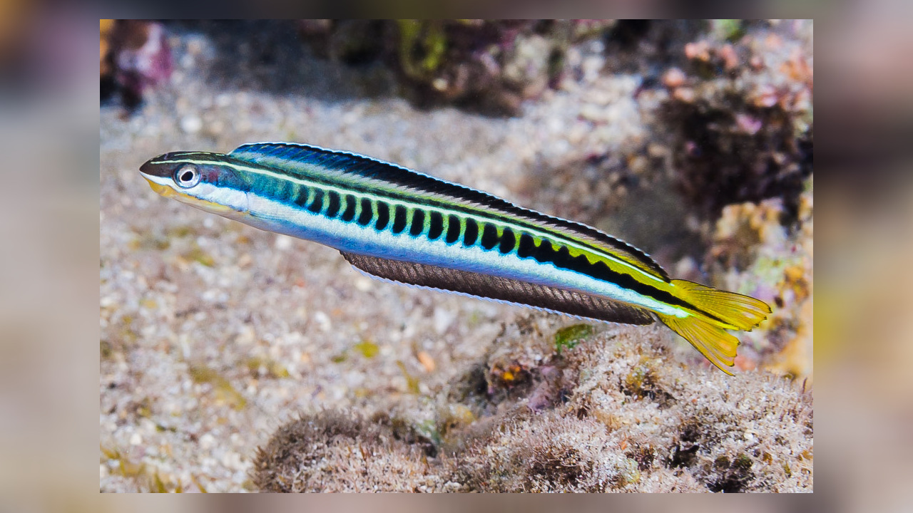 Plagiotremus tapeinosoma PianoSäbelzahlschleimfisch