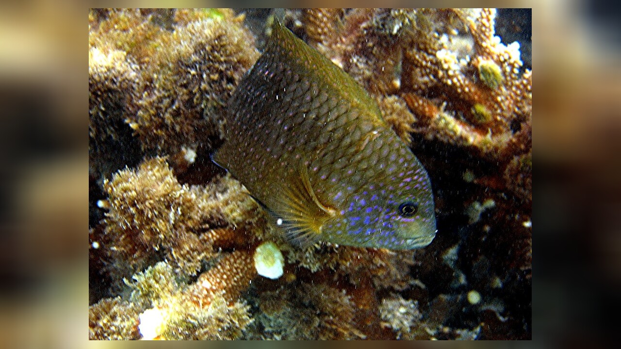 Stegastes leucostictus SchönerGregoryBarsch