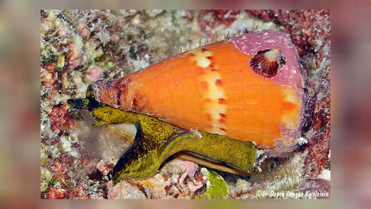 Conus capitaneus KapitänsKegel