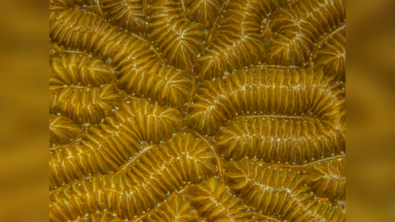 Meandrina meandrites Stony coral