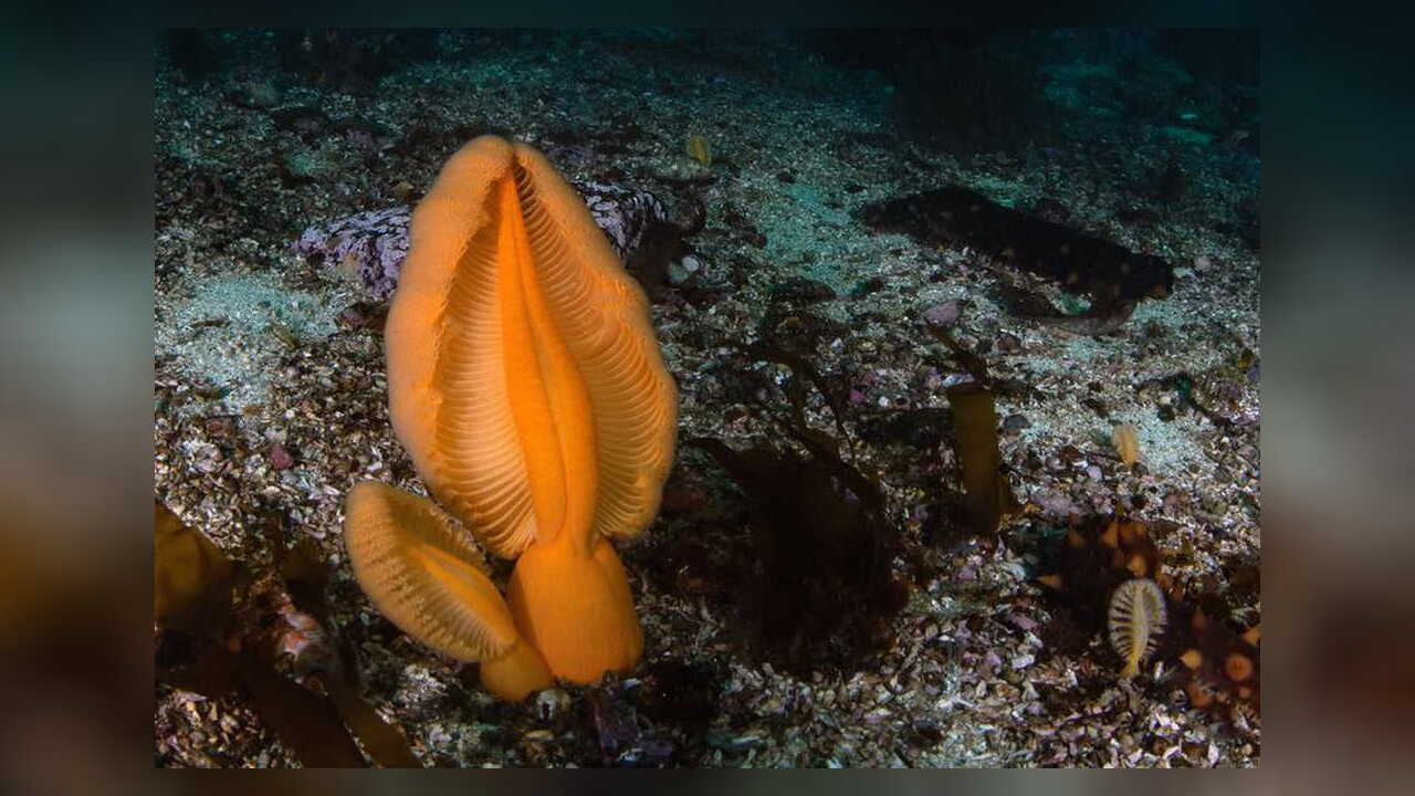 Ptilosarcus gurneyi Orange Seefeder, Fleischige Seefeder