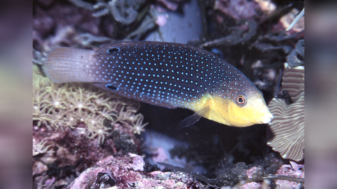 Anampses twistii Yellowbreasted Wrasse, Twister Wrasse