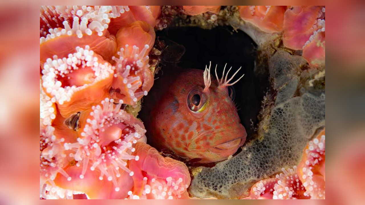 Hypsoblennius jenkinsi MuschelBlenny, Schleimfisch