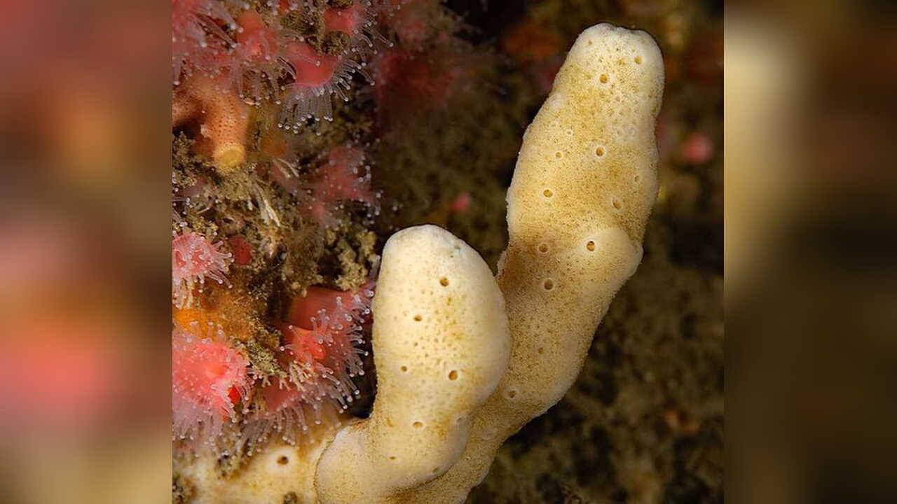 Neopetrosia zumi Weißer Fingerschwamm