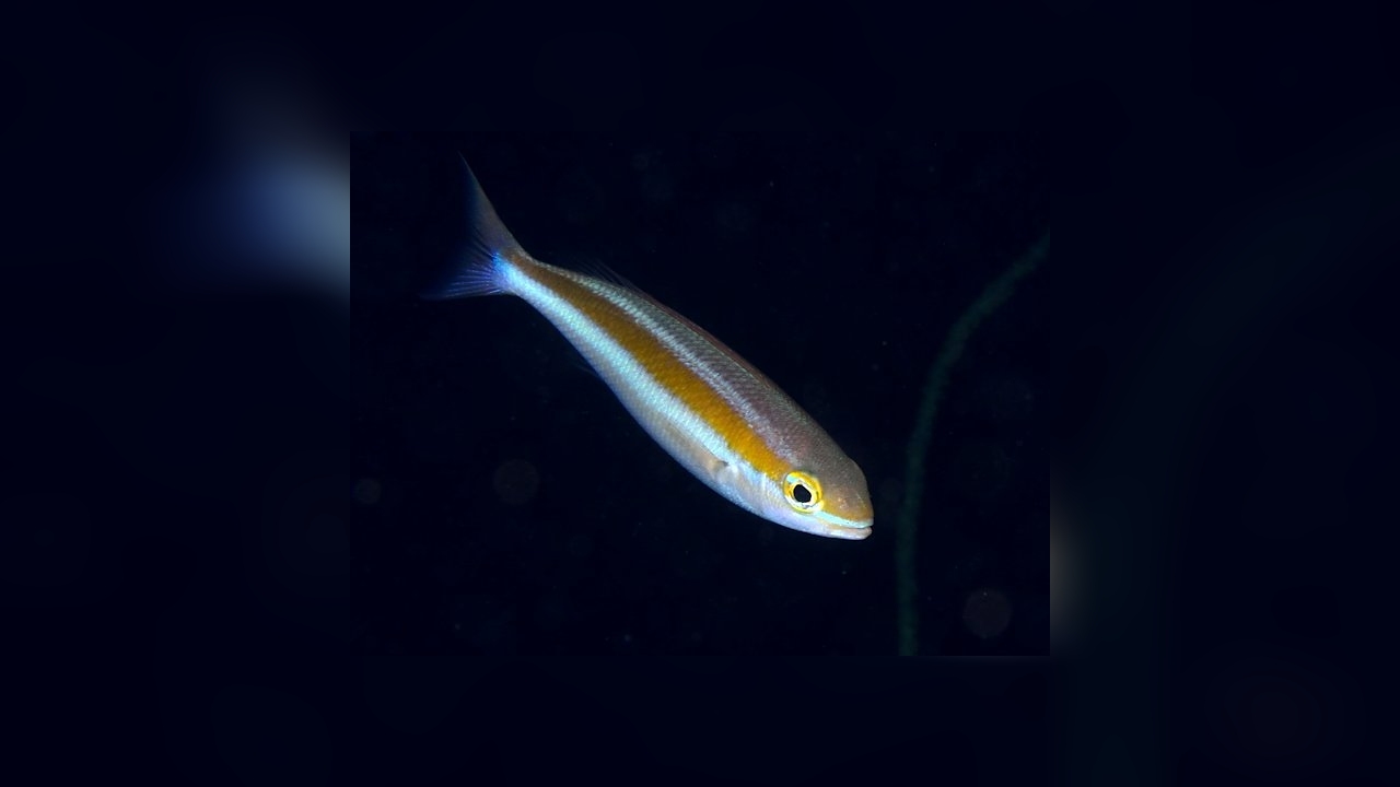 Pentapodus nagasakiensis Japanese Whiptail, Big-eye Whiptail, Japanese