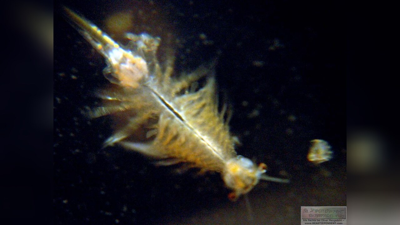 Artemia salina Salinenkrebs