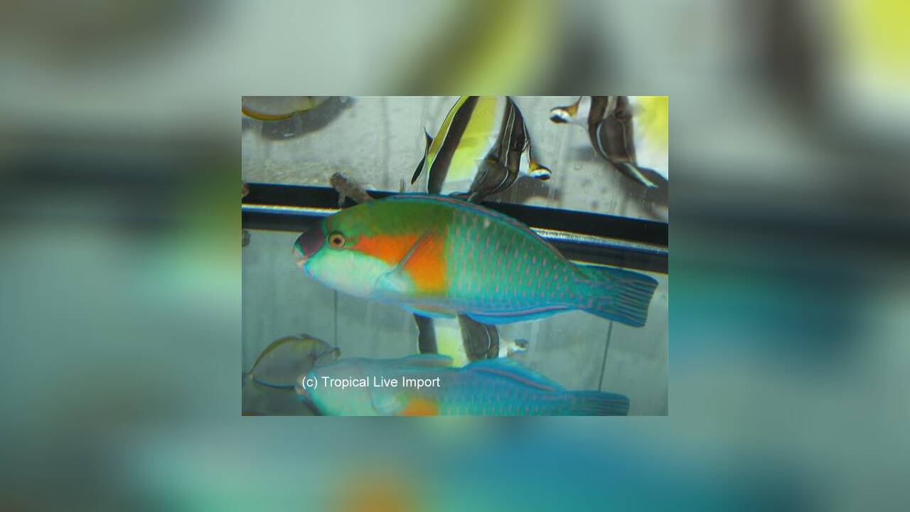 Chlorurus bowersi Bower´s Papageifisch