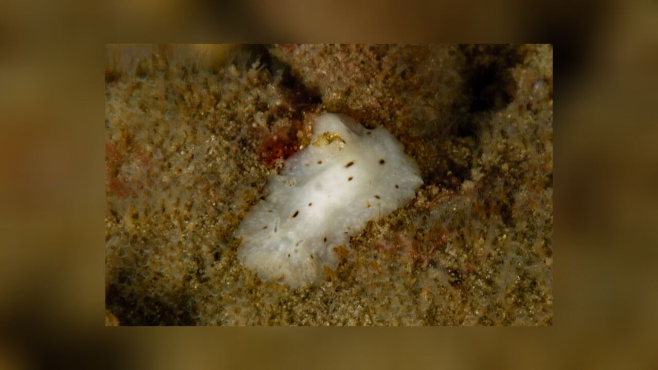 Stylochus (Stylochus) californicus Kalifornischer Strudelwurm