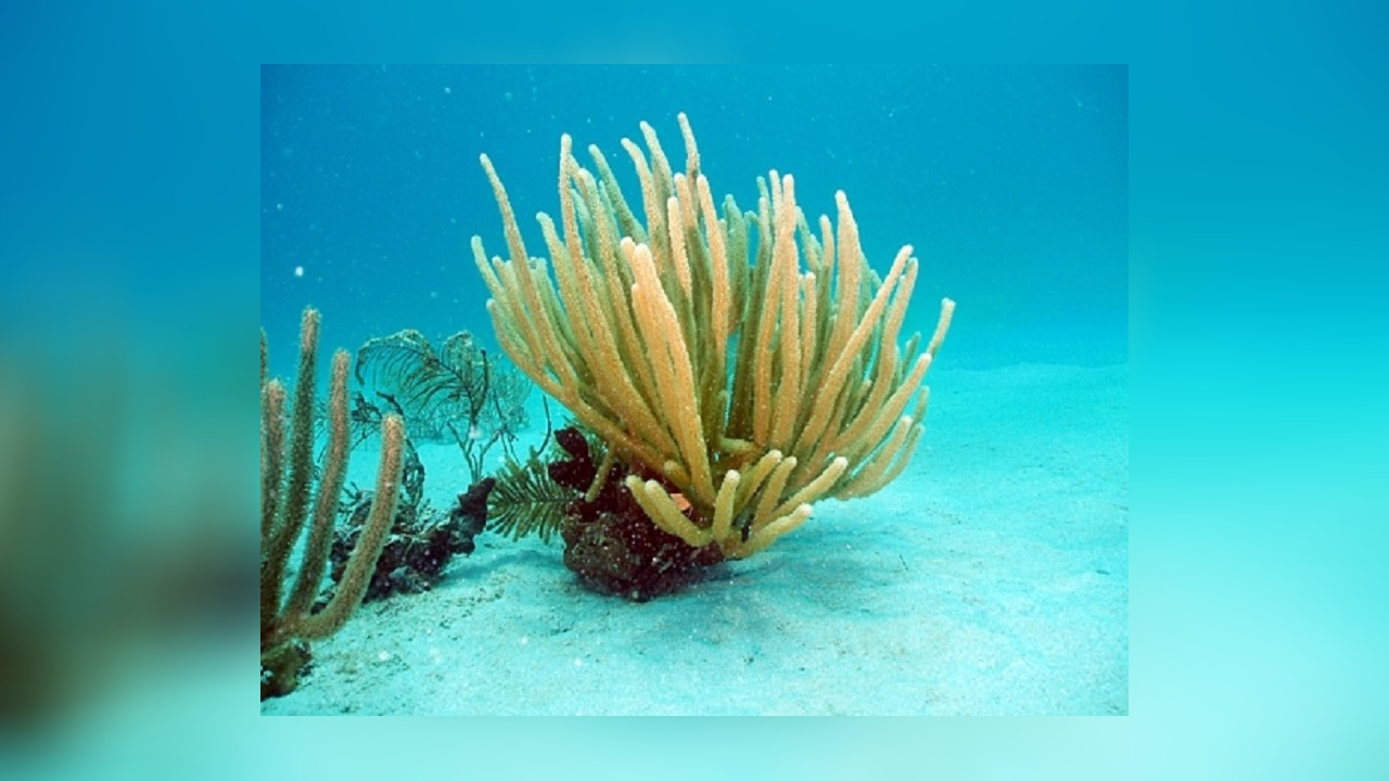 Pseudoplexaura porosa Poröse Hornkoralle