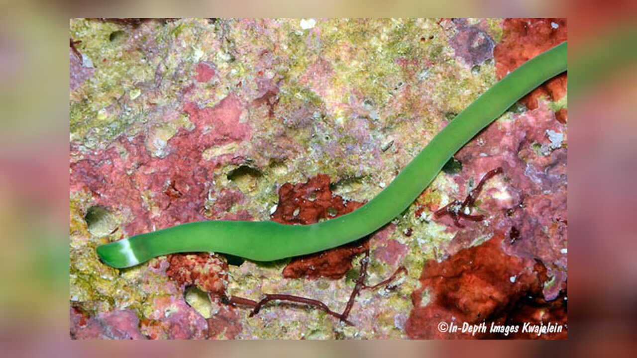 Lineus fuscoviridis Green Nemertine, Ribbon Worm