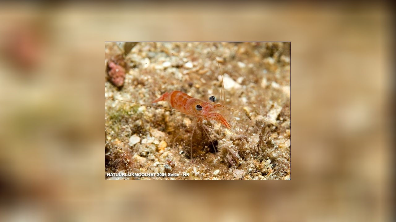 Processa canaliculata Processa shrimp