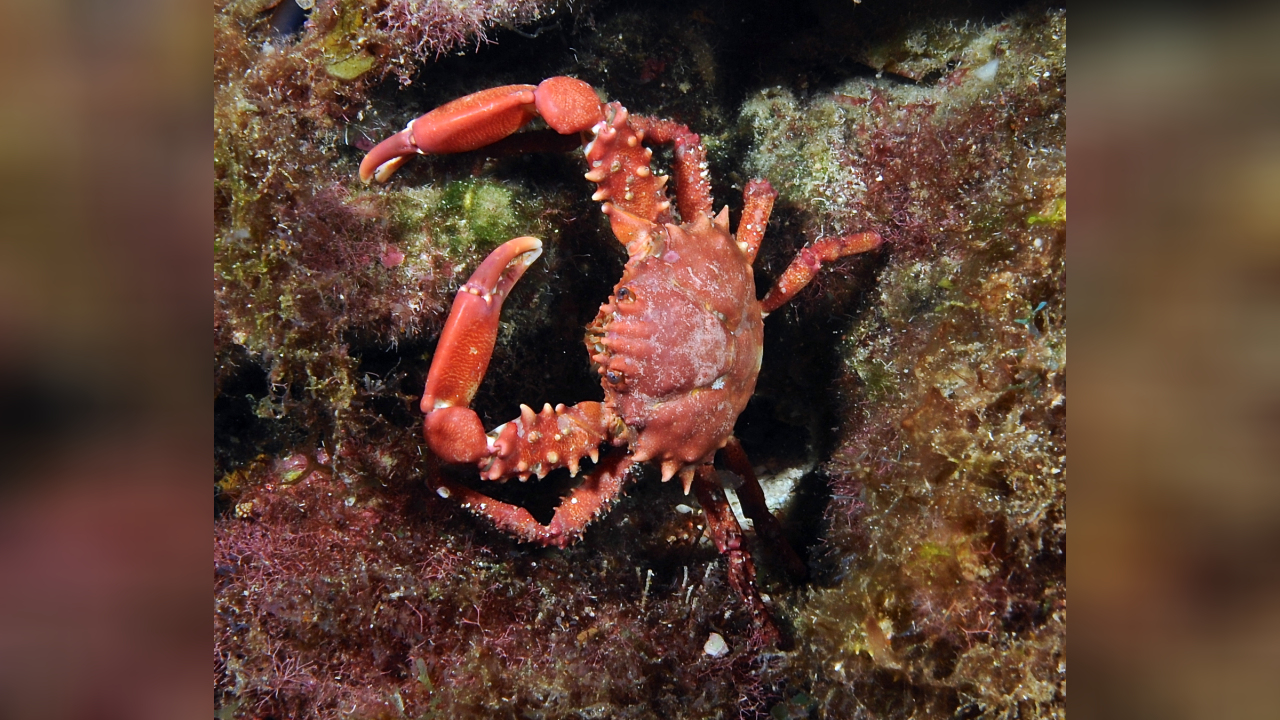 Mithrax hispidus Seespinne