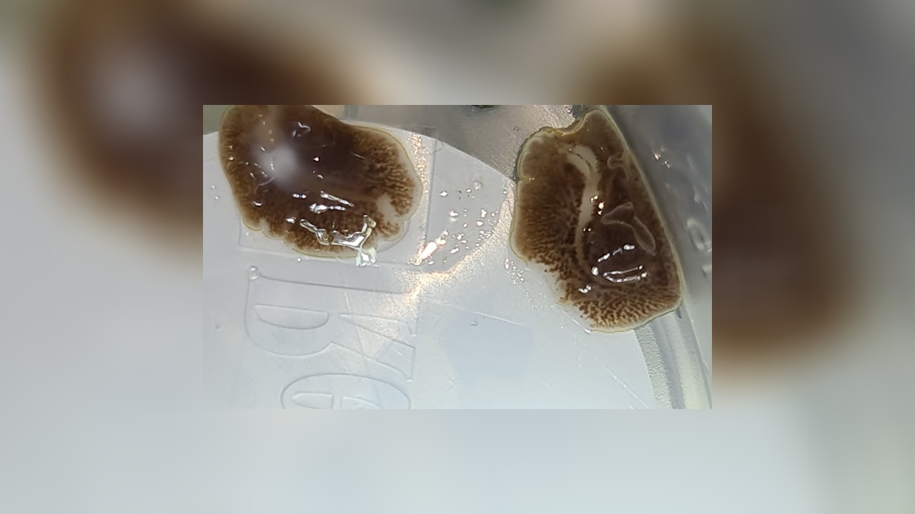 EEFW (Euphyllia Eating FlatWorm) Euphyllia Plattwurm