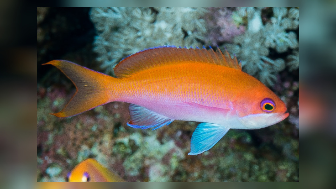 Pseudanthias taeniatus