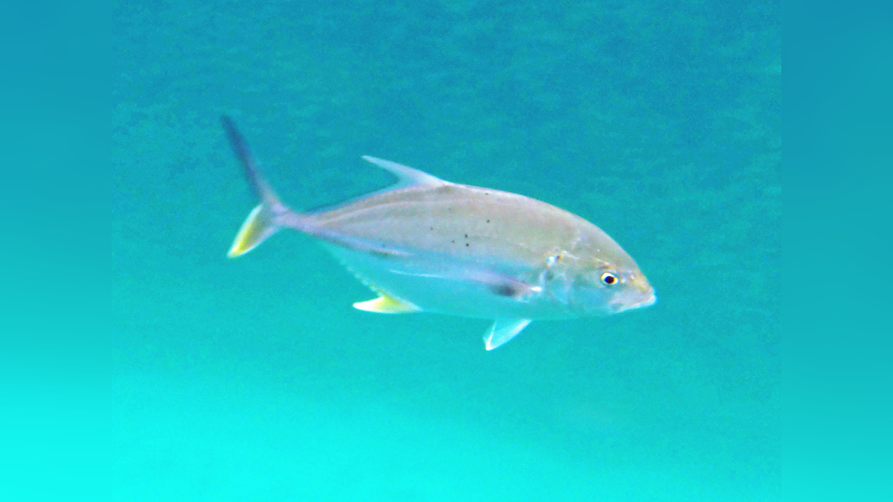 Caranx papuensis PapuaMakrele