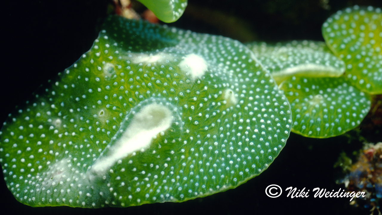 Diplosoma virens Seescheide