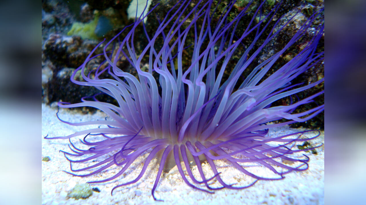 Cerianthus filiformis