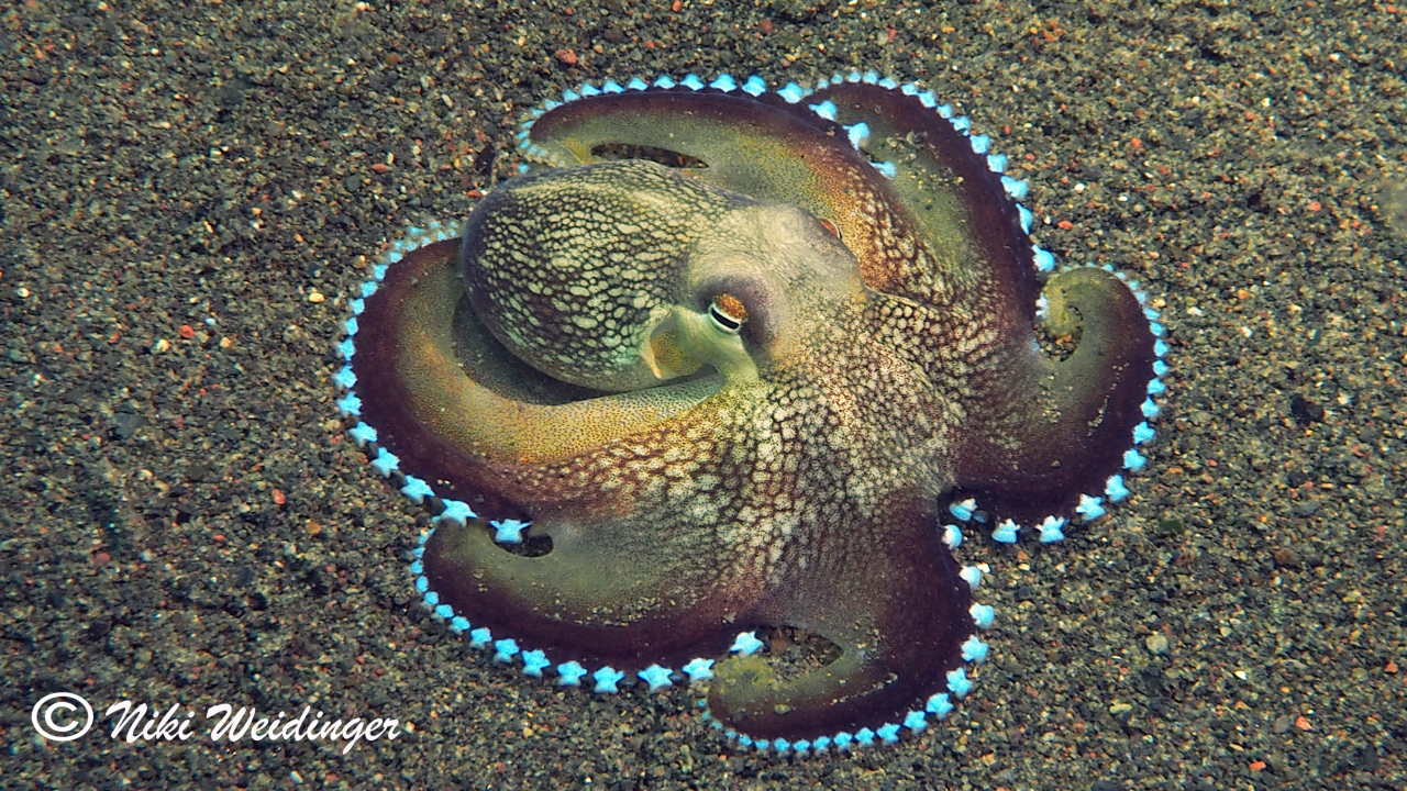 Amphioctopus marginatus Ader oder VenenTintenfisch