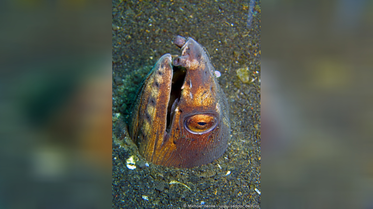 Ophichthus altipennis Black-finned snake eel
