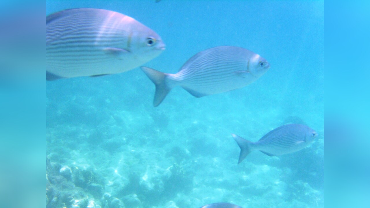 Kyphosus vaigiensis Bass Seachub, BlueBronze Chub, Bluefish, Brassy Chub, Brassy Drummer