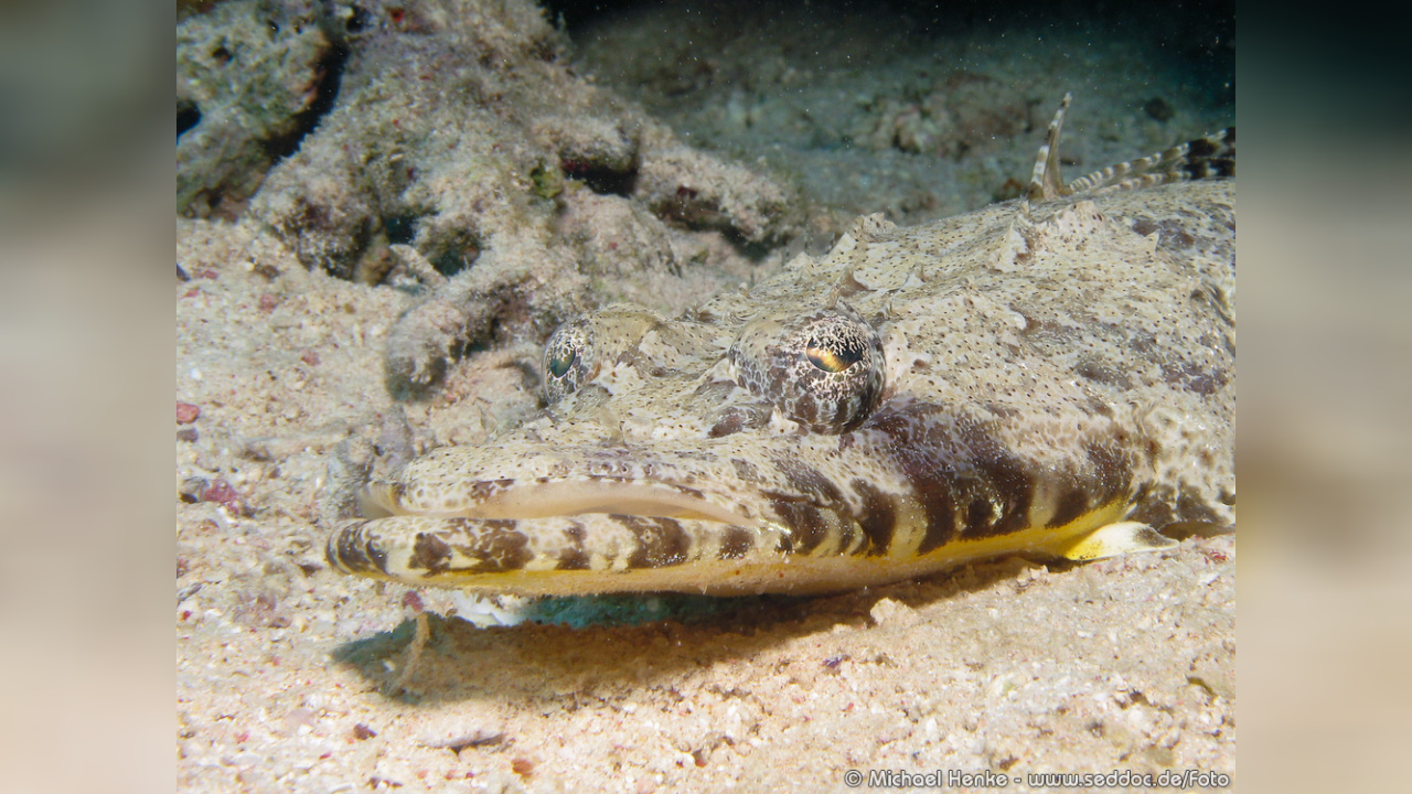 Cociella Crocodilus Teppich Krokodilfisch