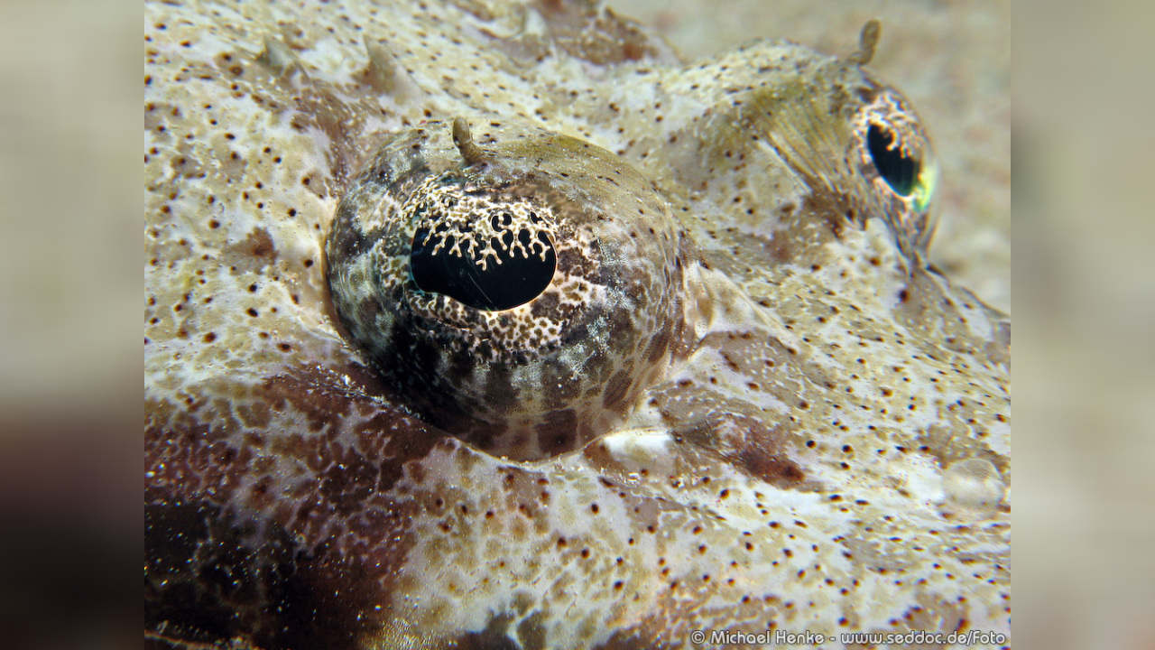 Cociella Crocodilus Teppich Krokodilfisch