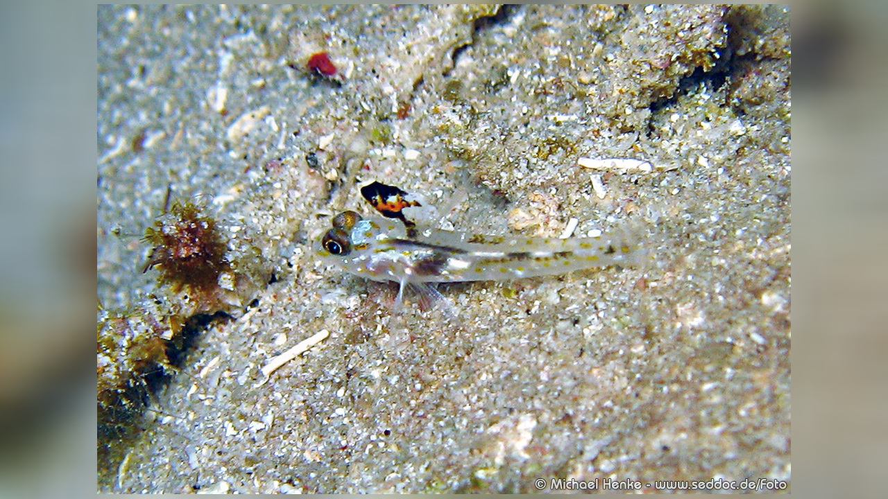 Callionymus erythraeus Leierfisch