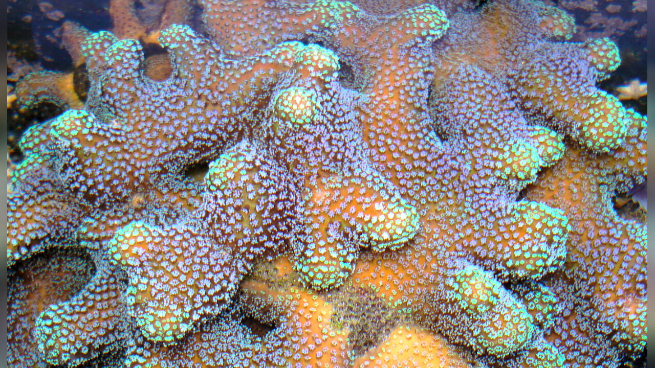 Stylophora pistillata Smooth cauliflower coral