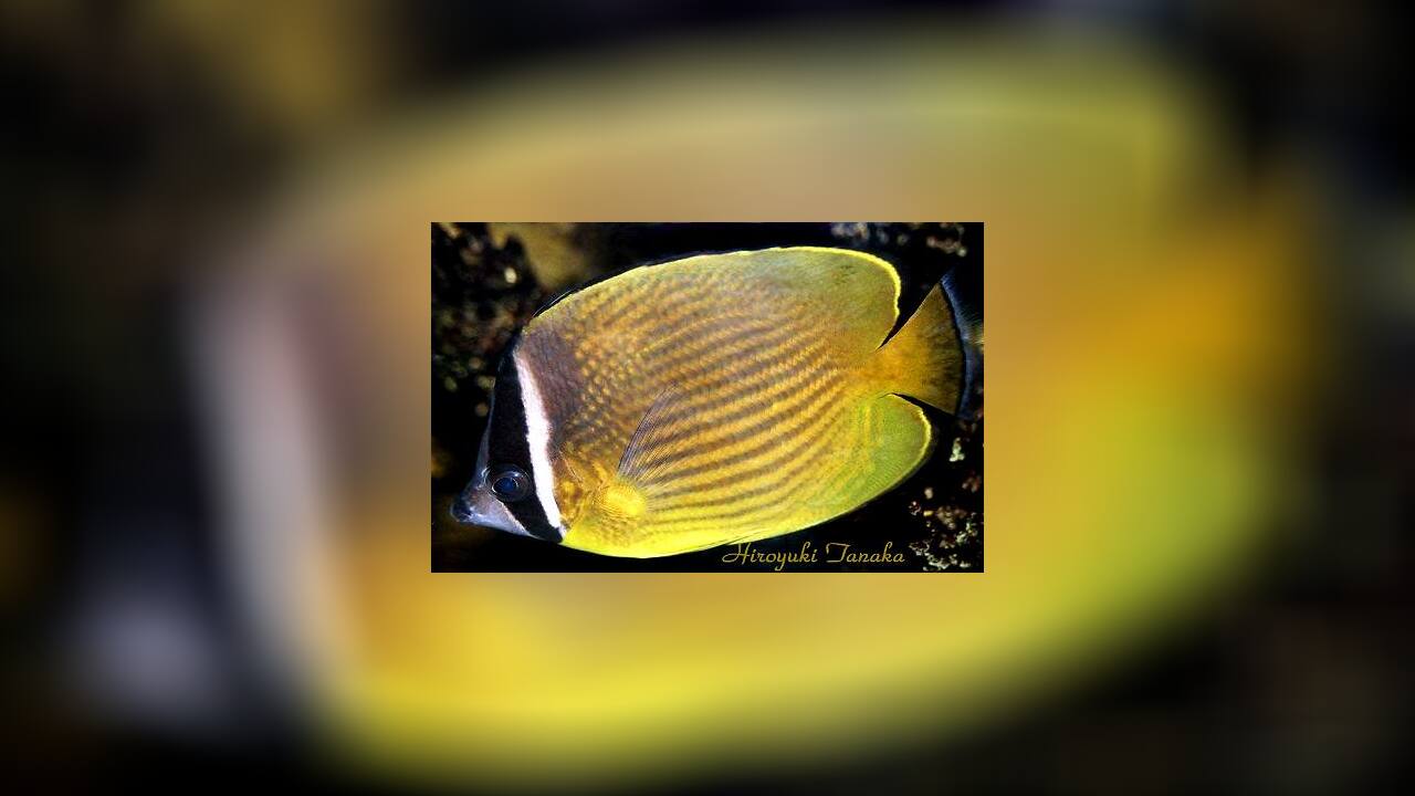 Chaetodon auripes Oriental butterflyfish