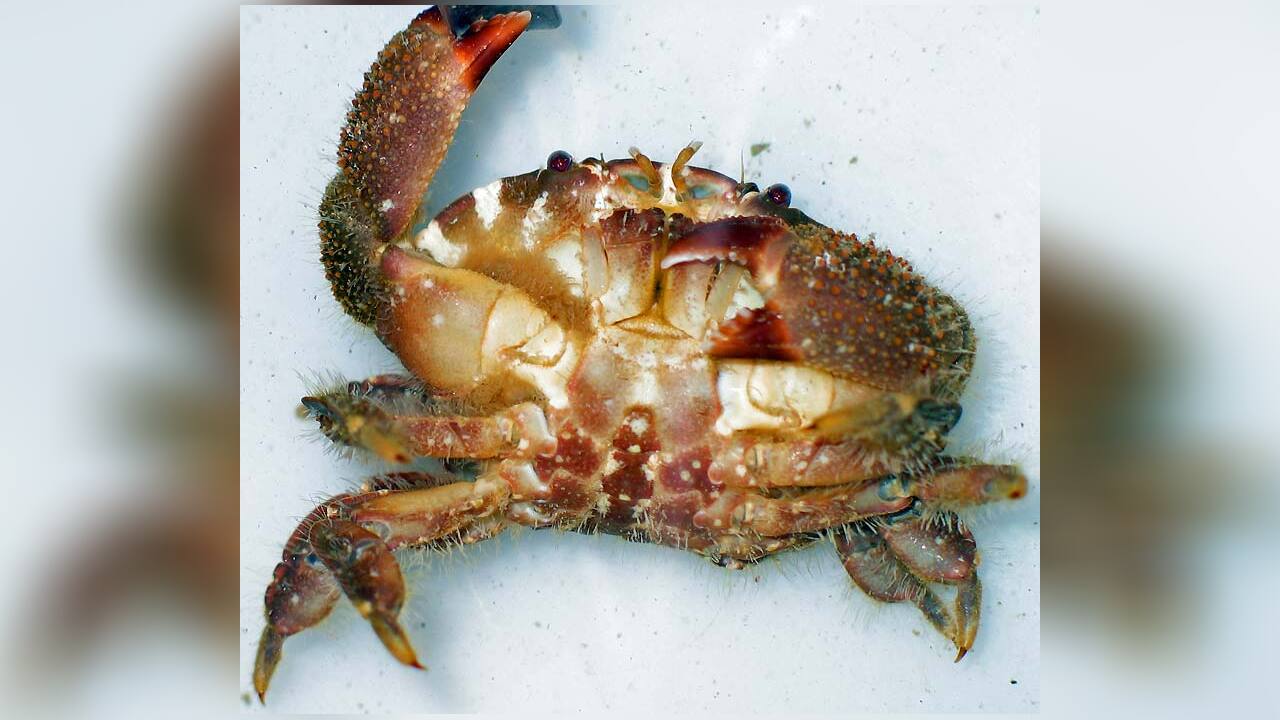 Platypodia granulosa Platypodia granulosa