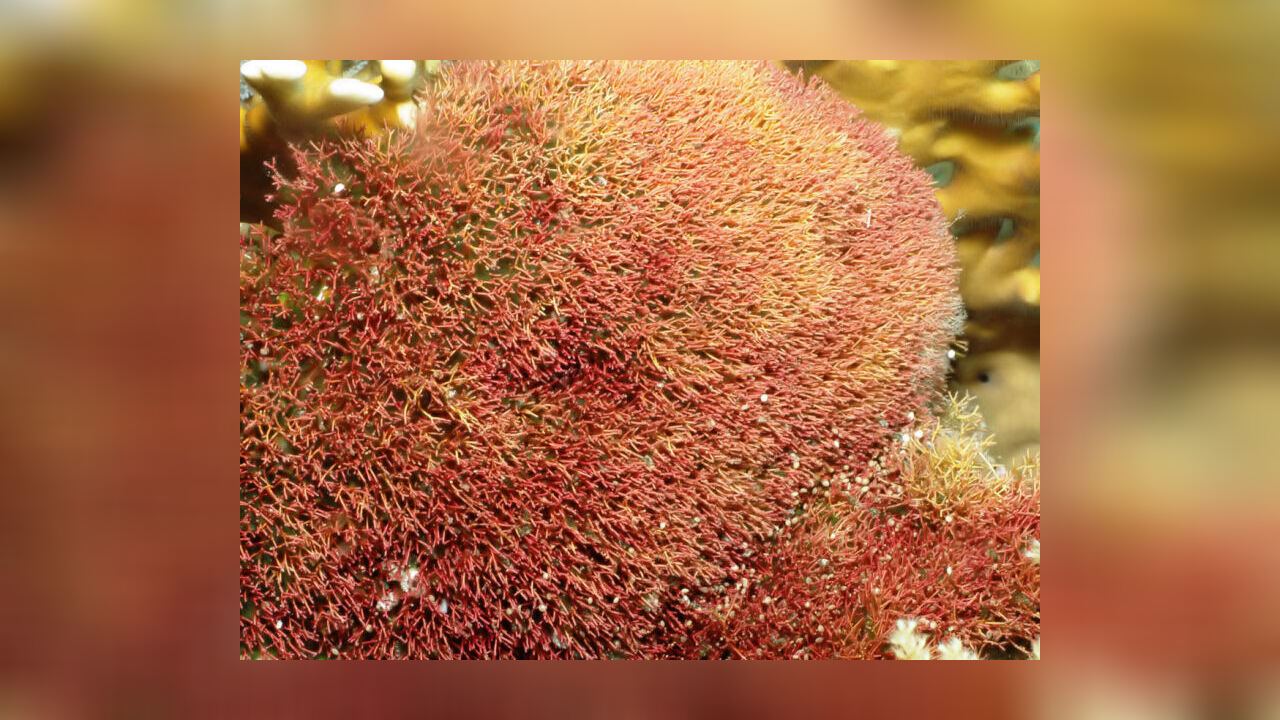 Actinotrichia fragilis Zerbrechliche Rotalge