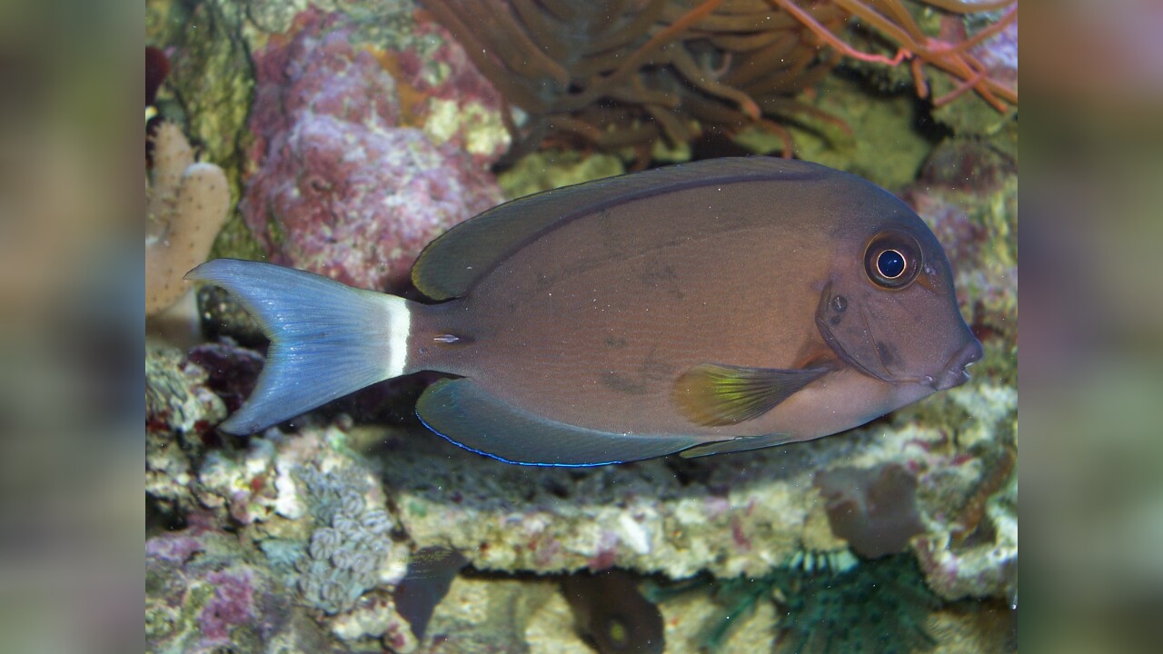 Acanthurus auranticavus Ringschwanz Doktorfisch